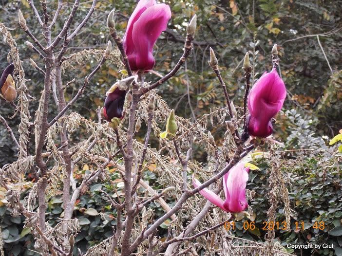 DSCN0051.JPG