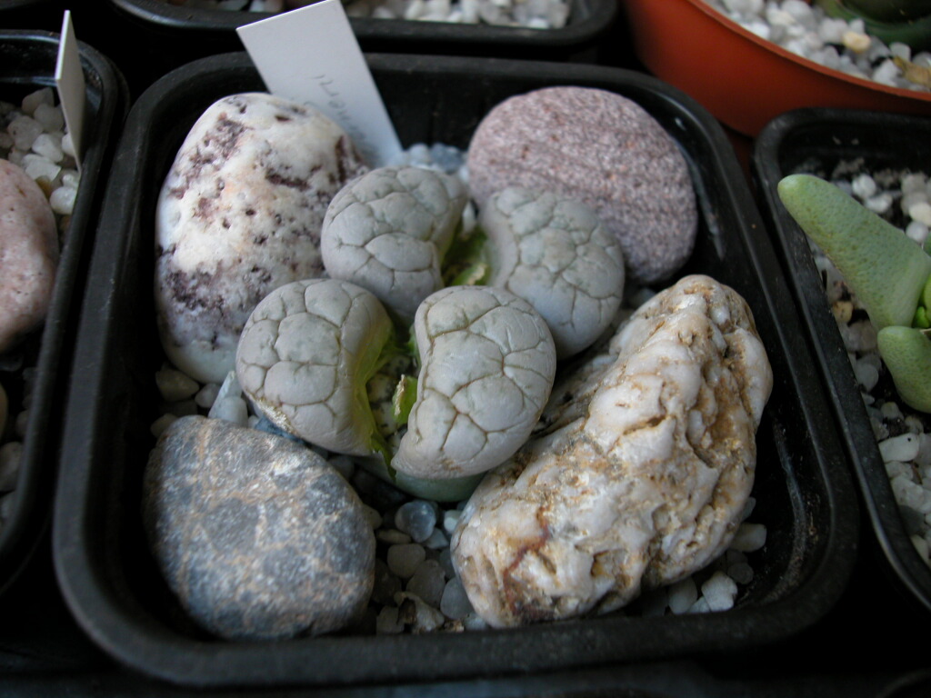 Dscn0052%7E0.jpg