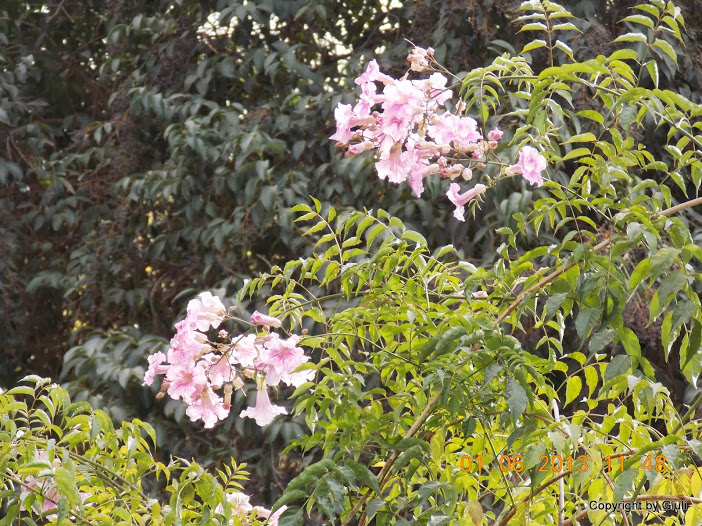 DSCN0052.JPG