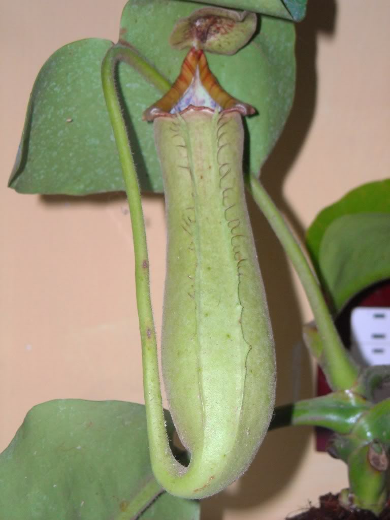 DSCN0057.jpg