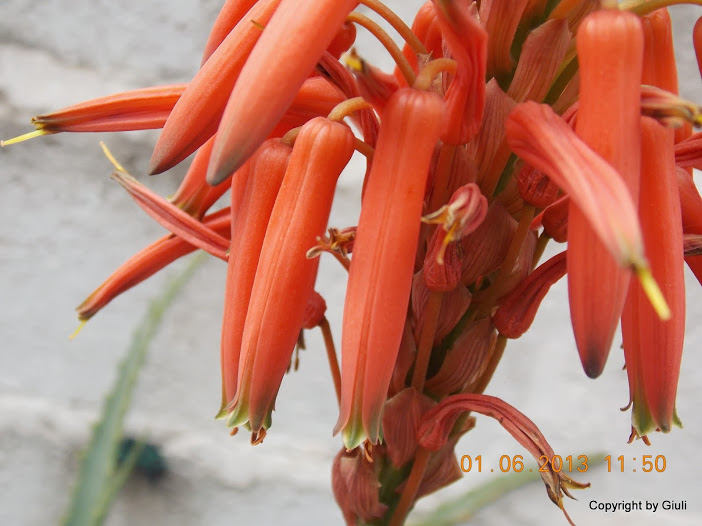 DSCN0058.JPG