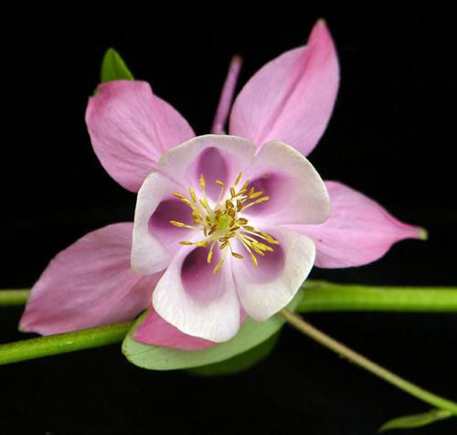 Dscn0066_Pink_Aqulegia.jpg