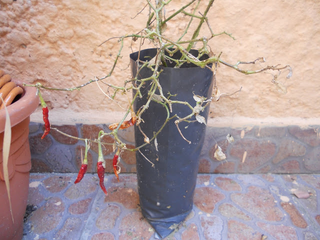 DSCN0070.JPG