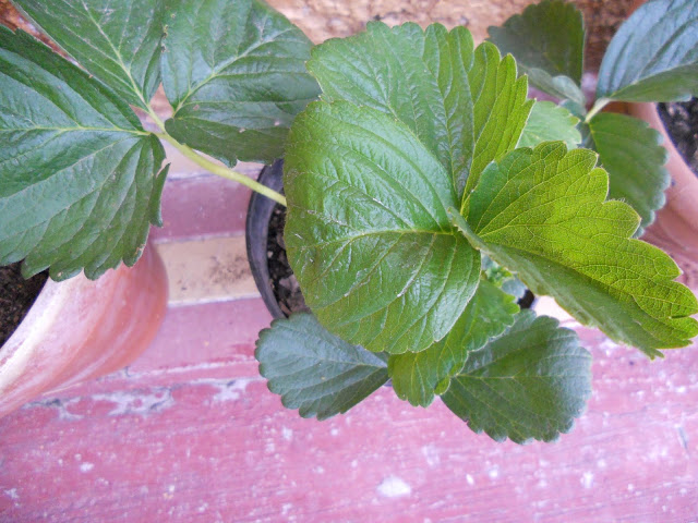 DSCN0100.JPG