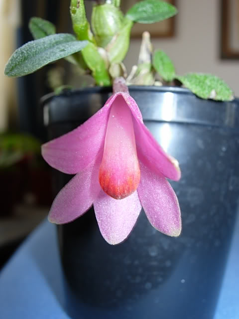 DSCN0103.jpg