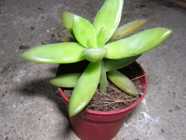 DSCN0105.JPG