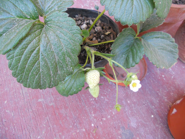 DSCN0119.JPG