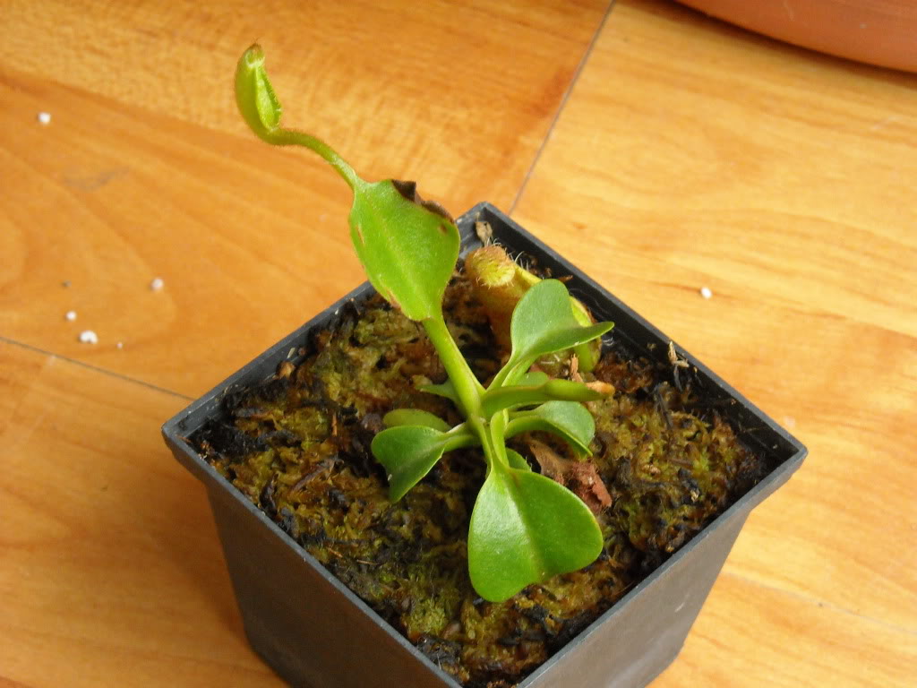 DSCN0121.jpg