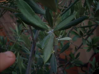 DSCN0138.jpg
