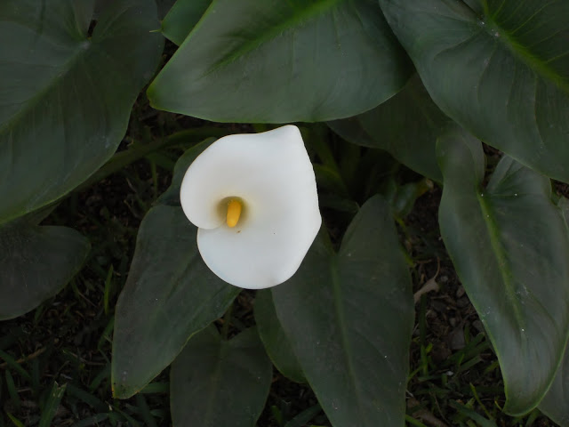 DSCN0140.JPG