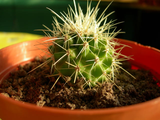 DSCN0145.jpg