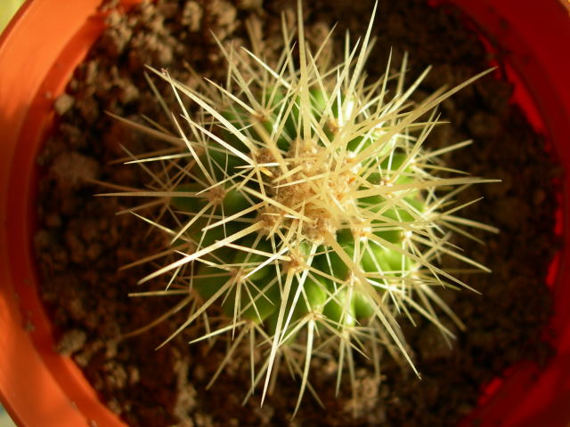 DSCN0146.jpg