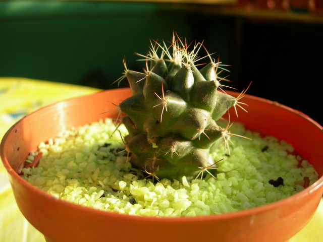 DSCN0147.jpg