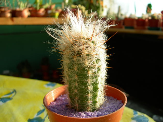 DSCN0149.jpg