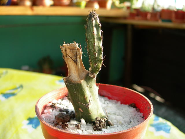 DSCN0151.jpg