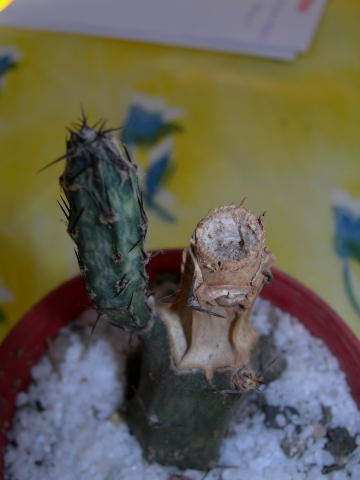 DSCN0152.jpg