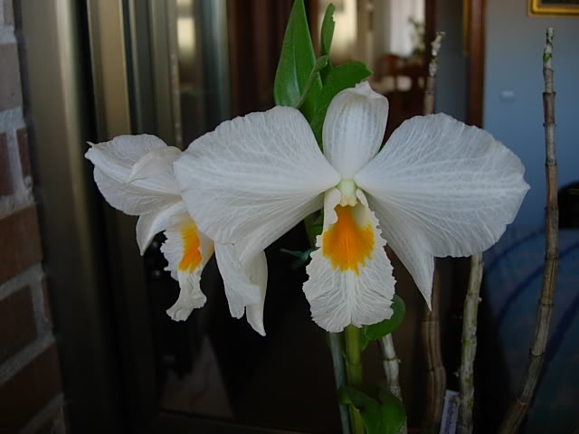 DSCN0154.jpg
