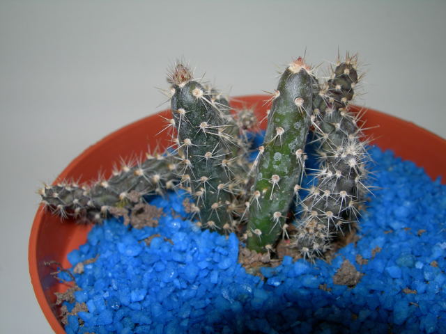 DSCN0160.jpg