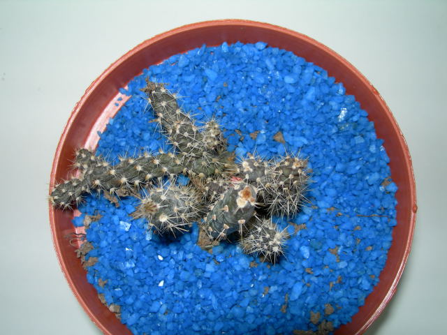 DSCN0161.jpg