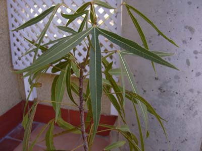 DSCN0167.JPG