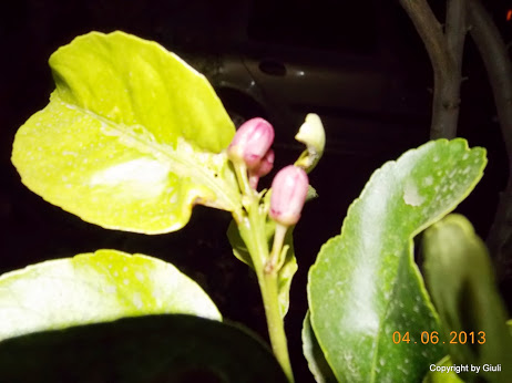 DSCN0168.JPG