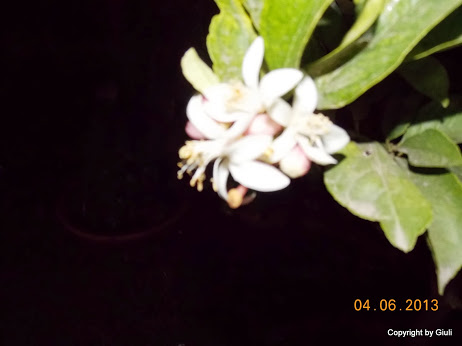 DSCN0169.JPG