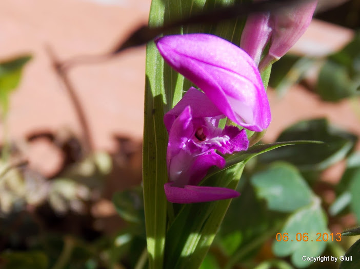 DSCN0177.JPG