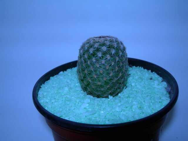 DSCN0178.jpg