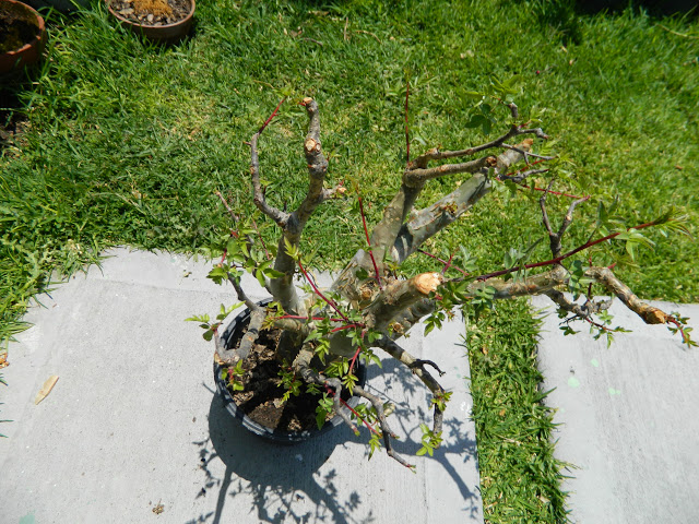 DSCN0185.JPG