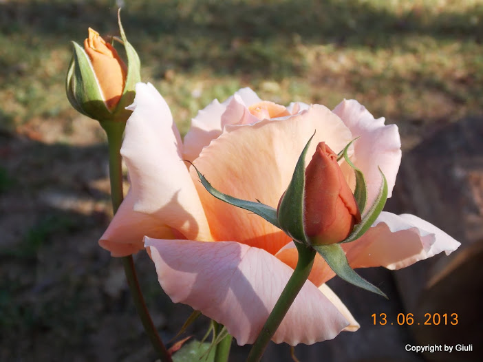 DSCN0206.JPG