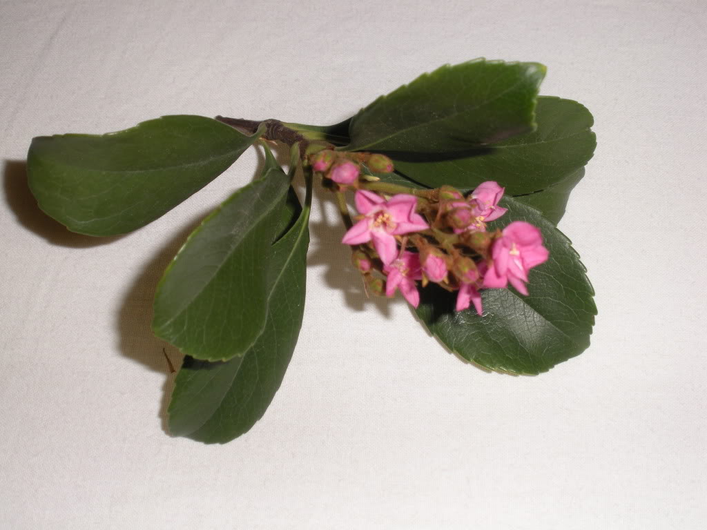 DSCN0210.jpg