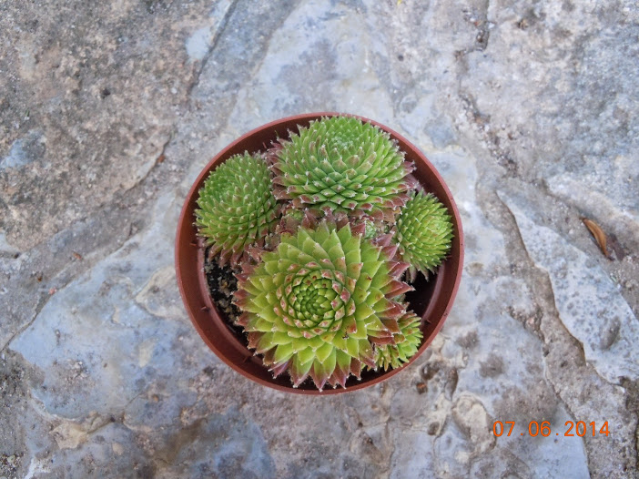 DSCN0220.JPG
