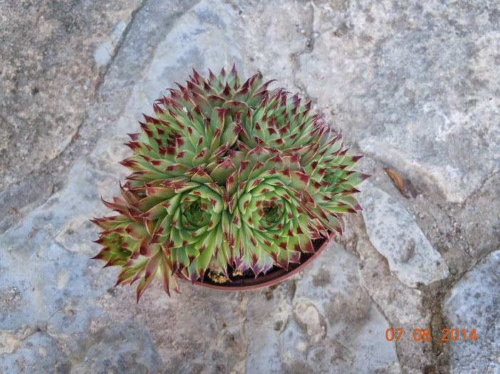 DSCN0221.JPG