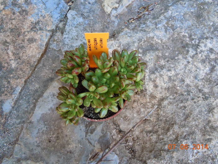 DSCN0222.JPG