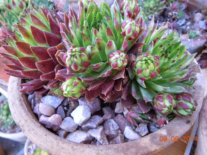 DSCN0230.JPG