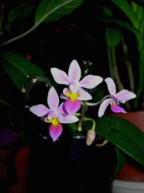 DSCN0230bis.jpg