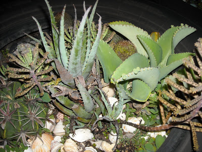 DSCN0234.JPG