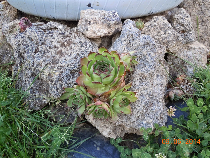 DSCN0236.JPG