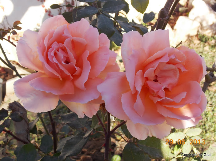 DSCN0242.JPG
