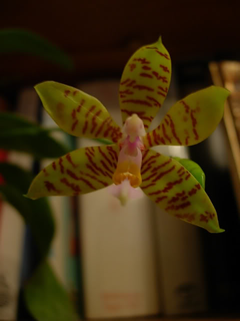 DSCN0245.jpg