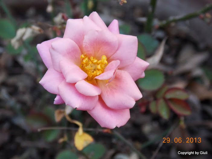 DSCN0248.JPG