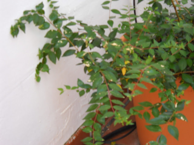 DSCN0249.JPG