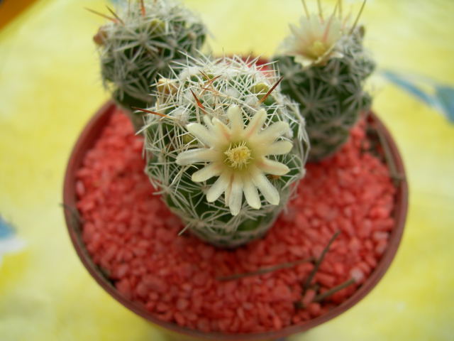 DSCN0264.jpg