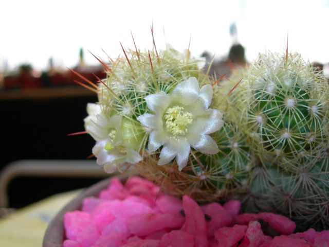 DSCN0268.jpg