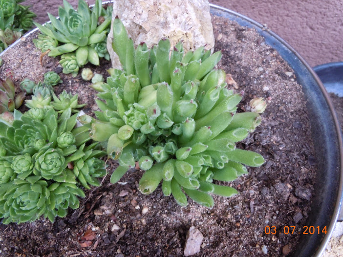DSCN0268.JPG