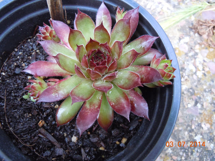 DSCN0269.JPG