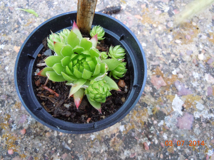 DSCN0270.JPG