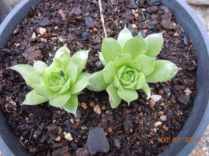 DSCN0271.JPG
