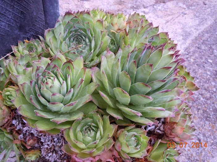 DSCN0273.JPG