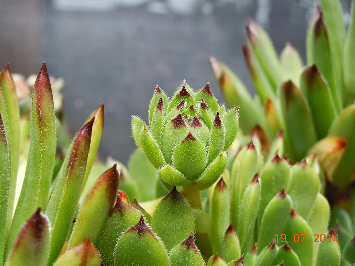 DSCN0280.JPG